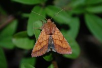 Pyrrhia umbra