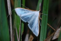 Palpita vitrealis