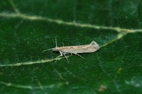 Plutella xylostella
