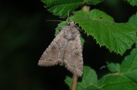 Fissipunctia ypsillon