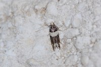 Recurvaria leucatella