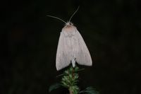 Rhizedra lutosa