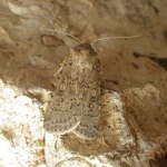Rhyacia simulans