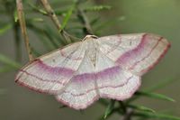 Rhodostrophia vibicaria