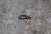 Salebriopsis albicilla