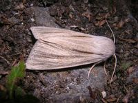 Acronicta albovenosa