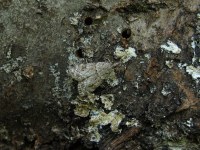 Scoparia ambigualis