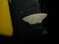 Scopula corrivalaria