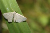 Scopula corrivalaria