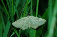 Scopula corrivalaria
