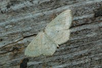 Scopula corrivalaria