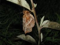 Selenia dentaria