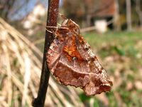 Selenia dentaria