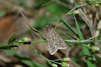 Spodoptera exigua