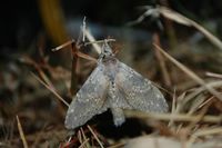 Stauropus fagi
