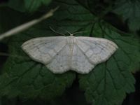 Scopula floslactata