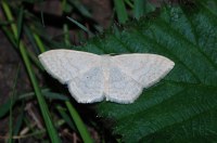 Scopula floslactata