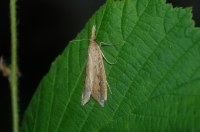 Schoenobius gigantella
