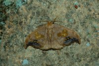 Sabra harpagula