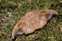 Sabra harpagula