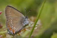 Satyrium ilicis