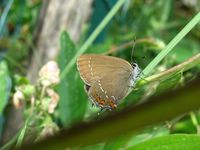 Satyrium ilicis