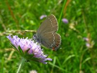 Satyrium ilicis