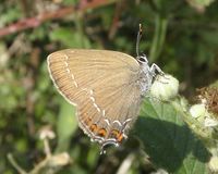 Satyrium ilicis