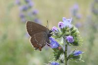 Satyrium ilicis