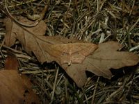 Scopula imitaria