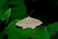 Scopula imitaria