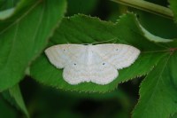 Scopula immutata