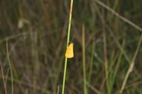 Setina irrorella