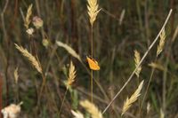 Setina irrorella