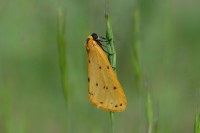 Setina irrorella