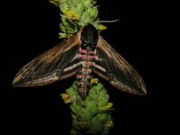 Sphinx ligustri