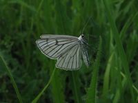Siona lineata