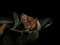 Selenia lunularia