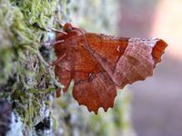 Selenia lunularia