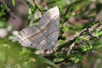 Scotopteryx luridata