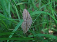 Scotopteryx luridata