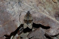 Syndemis musculana