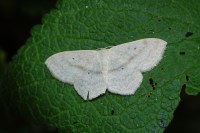 Scopula nigropunctata
