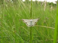 Scopula ornata