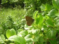Satyrium pruni
