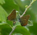Satyrium pruni