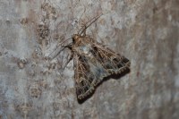 Sideridis reticulata