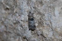 Sciota rhenella