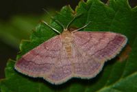 Scopula rubiginata