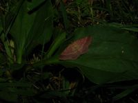 Scopula rubiginata